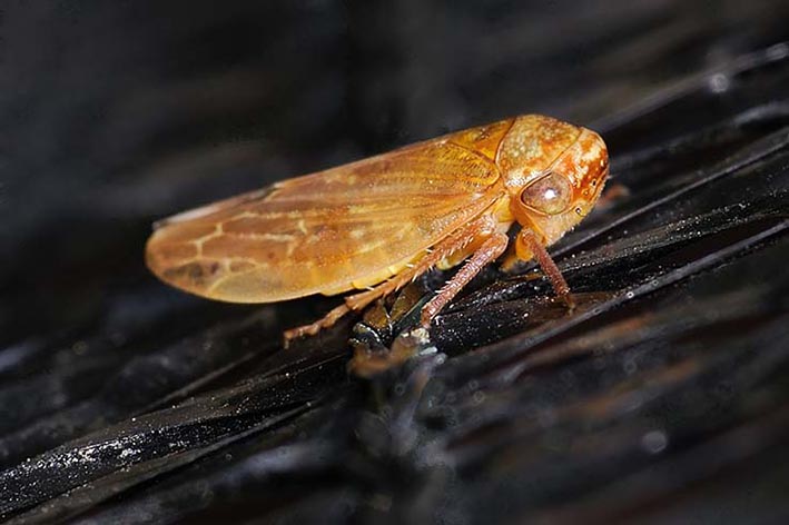 identificazione cicadellidae